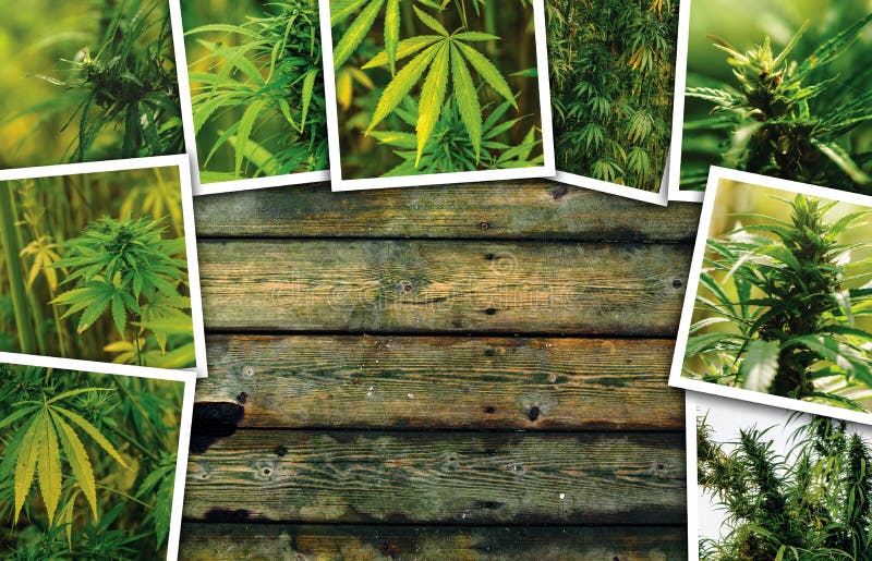 在种植园 照片拼贴画的大麻成长库存图片 图片包括有 在种植园 照片拼贴画的大麻成长库存图片 图片包括有
