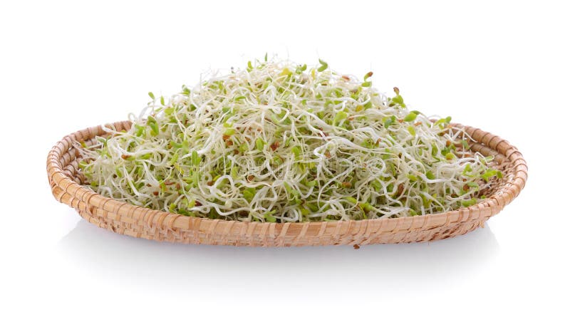 紫苜蓿苗芽库存照片 图片包括有背包 紫花苜蓿 幼木 食物 查出 发芽 关闭 新芽 空白 紫苜蓿苗芽库存照片 图片包括有背包 紫花苜蓿 幼木 食物 查出 发芽 关闭 新芽 空白