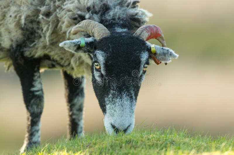 今后面对swaledale母羊母的绵羊 看戒备在美丽的约克夏戴尔库存照片 图片包括有母羊 种田