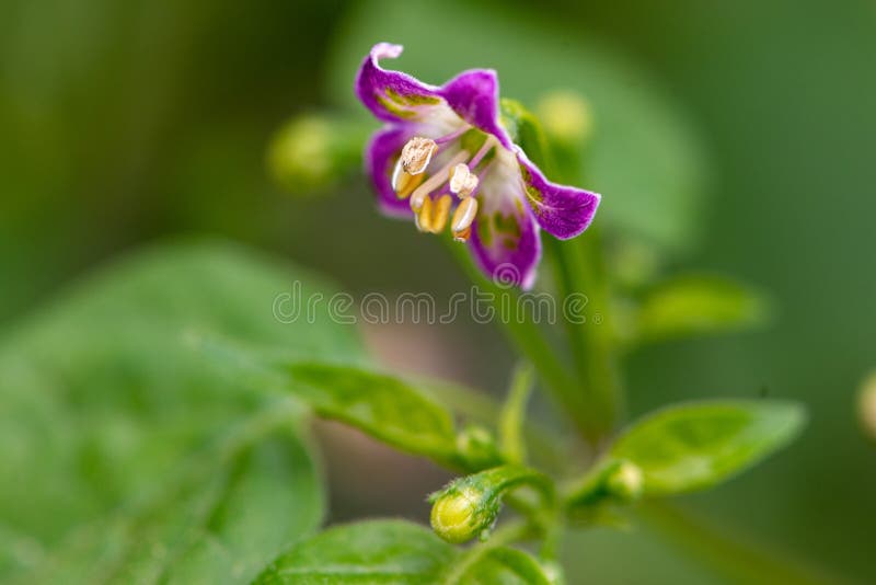 胡椒花在庭院里库存图片 图片包括有植物群 辣椒粉 辣椒的果实 种田 有机 叶子 食物