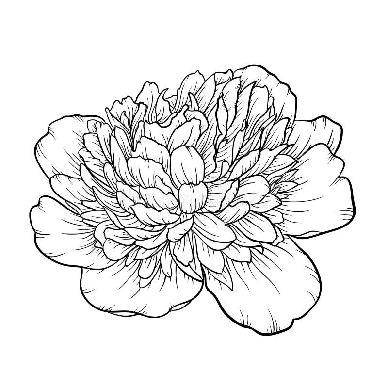 在背景隔绝的黑白牡丹向量例证 插画包括有开花 投反对票 叶子 背包 打印 凹道 要素