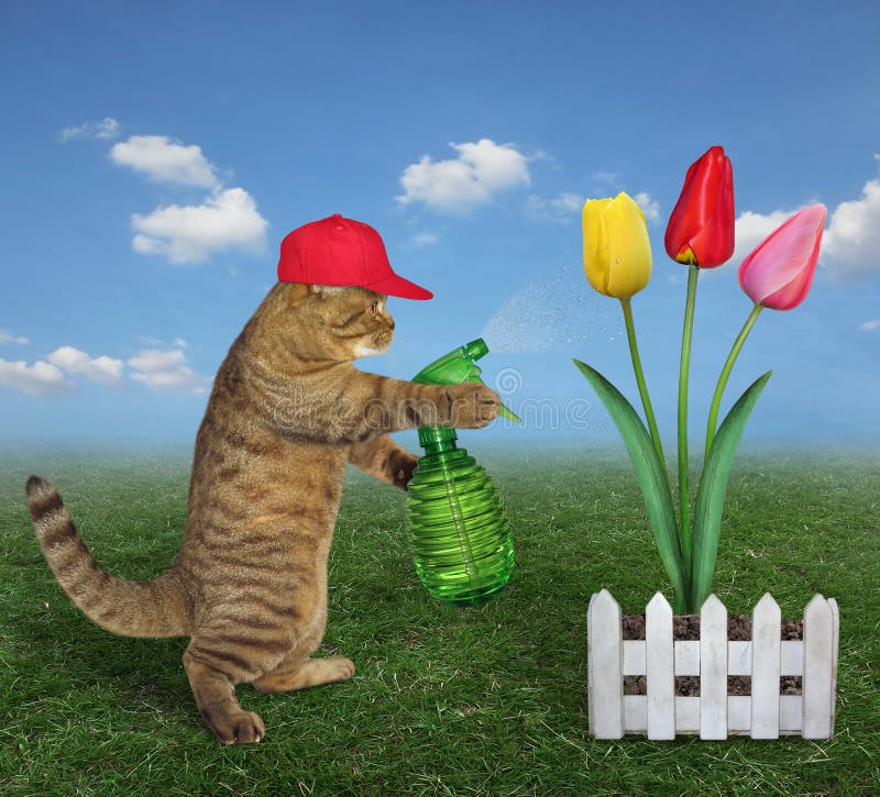 在金钱花的猫喷洒的水库存照片 图片包括有 在金钱花的猫喷洒的水库存照片 图片包括有