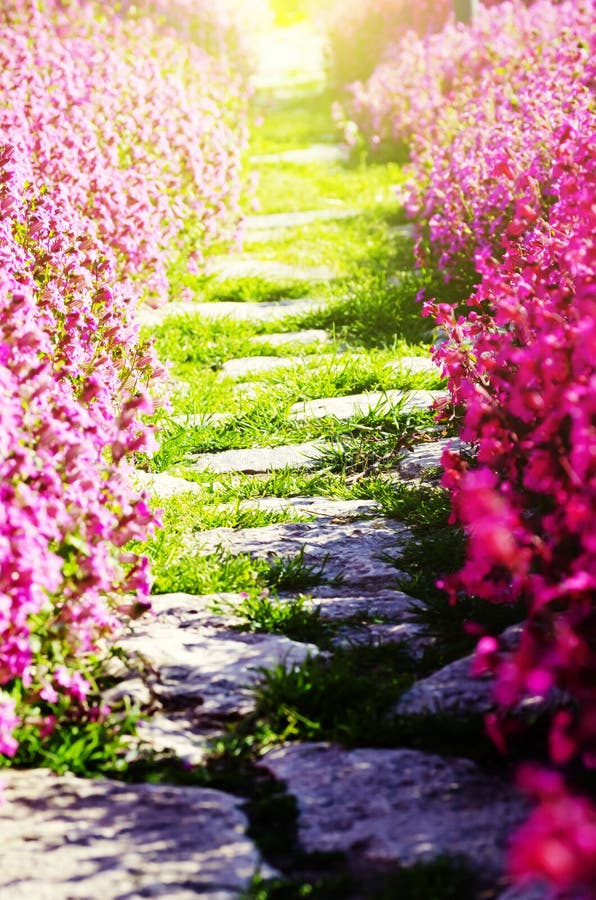 花道路库存照片 图片包括有庭院 环境 道路 花卉 工厂 开花的 行军 结构 晒裂 花道路库存照片 图片包括有庭院 环境 道路 花卉 工厂 开花的 行军 结构 晒裂