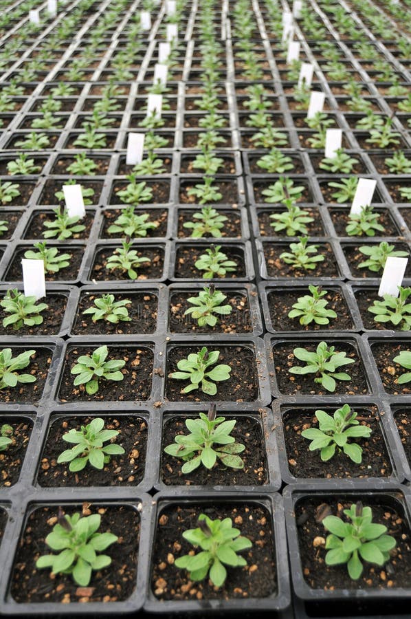 在苗圃植物里面的温室库存图片 图片包括有培养 盆栽 建筑 室内 园艺 拱道 农场 行业