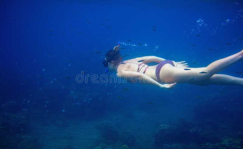在蓝水中游泳的女人女性潜水照片蓝色海水中的自由潜水者库存图片 图片包括有 在蓝水中游泳的女人女性潜水照片蓝色海水中的自由潜水者库存图片 图片包括有