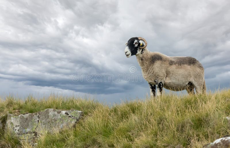 今后面对swaledale母羊母的绵羊 看戒备在美丽的约克夏戴尔库存照片 图片包括有母羊 种田
