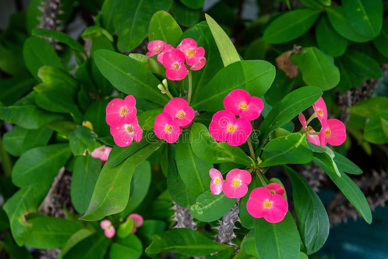 在铁海棠的桃红色花库存图片. 图片包括有花卉, 大刀, beautifuler ...