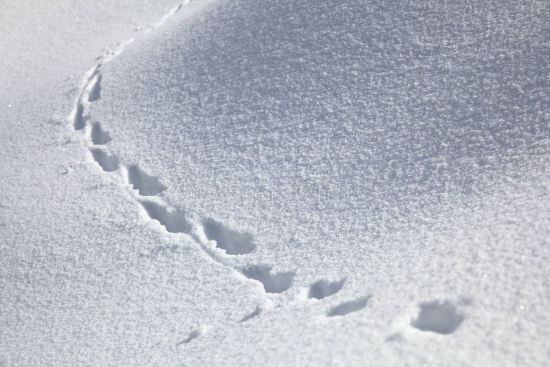 新冬蓬松雪地上的动物足迹库存图片 图片包括有横向 标记 照亮 移动 多雪 寂寞 本质