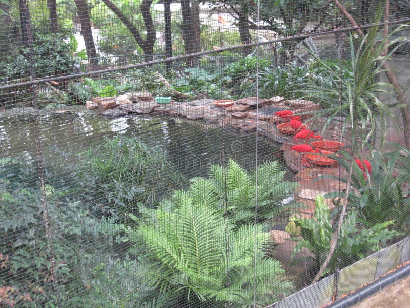 在香港动物学 植物园的明亮的色的鸟库存照片 图片包括有