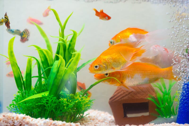 在鱼缸的小的鱼或水族馆 金鱼 色彩艳丽的胎生小鱼和红色f 库存图片 图片包括有