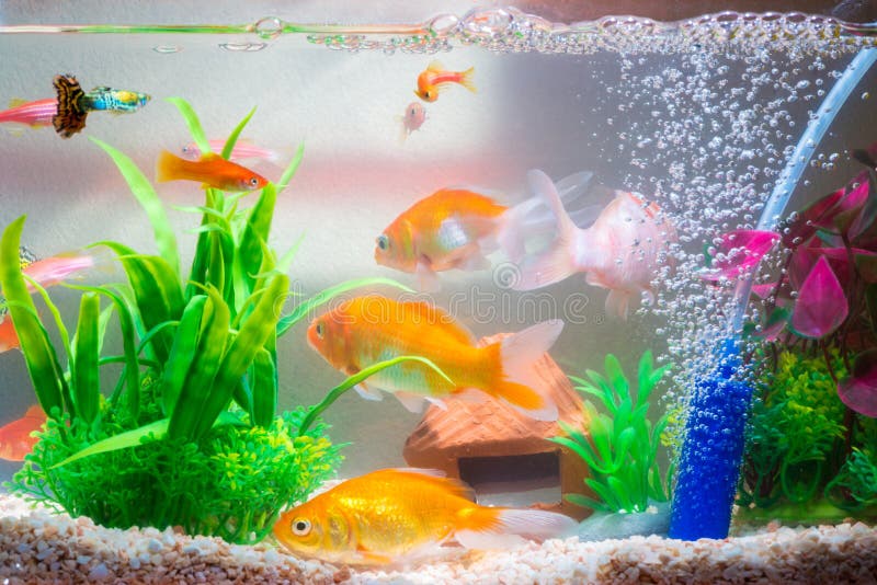 在鱼缸的小的鱼或水族馆 金鱼 色彩艳丽的胎生小鱼和红色f 库存照片 图片包括有水下 生活 在鱼缸的小的鱼或水族馆 金鱼 色彩艳丽的胎生小鱼和红色f 库存照片 图片包括有水下 生活