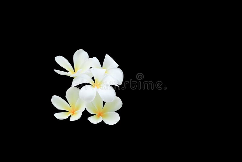 在黑背景和裁减路线共同的名字pocynaceae隔绝的羽毛花 赤素馨花 塔状树 鸡蛋花库存图片 图片包括有 在黑背景和裁减路线共同的名字pocynaceae隔绝的羽毛花 赤素馨花 塔状树 鸡蛋花库存图片 图片包括有