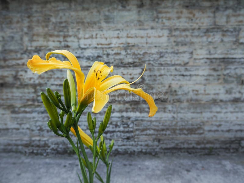 花束的种类百合容易秋天的看板卡编辑节假日修改导航的花特写镜头库存图片 图片包括有礼品 绿色 花束的种类百合容易秋天的看板卡编辑节假日修改导航的花特写镜头库存图片 图片包括有礼品 绿色