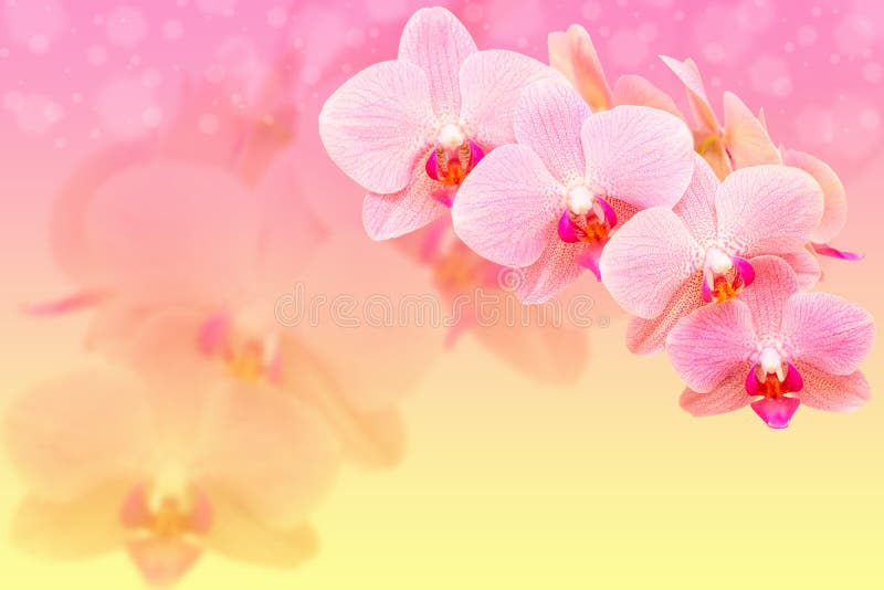 在blured背景的浪漫桃红色兰花花库存图片 图片包括有言情 开花 紫色 柔和 异乎寻常 在blured背景的浪漫桃红色兰花花库存图片 图片包括有言情 开花 紫色 柔和 异乎寻常