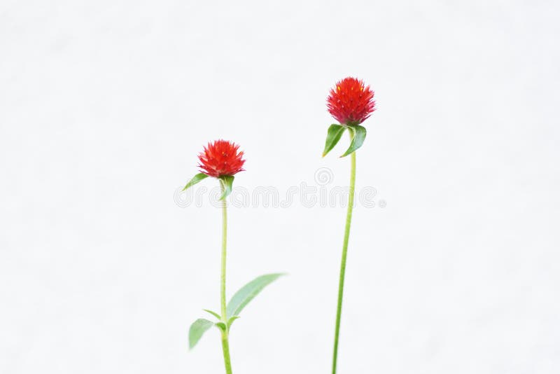Globe Amaranth Flowers Stock Photo Image Of Fresh Bright