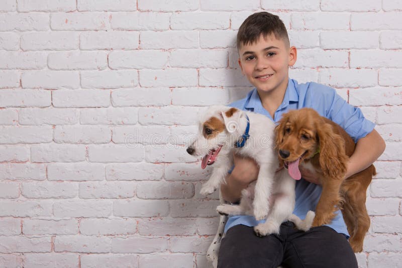 坐在椅子上的男孩 手里拿着一只棕色小猎犬和一只白杰克罗素梗库存照片 图片包括有墙壁 生活方式