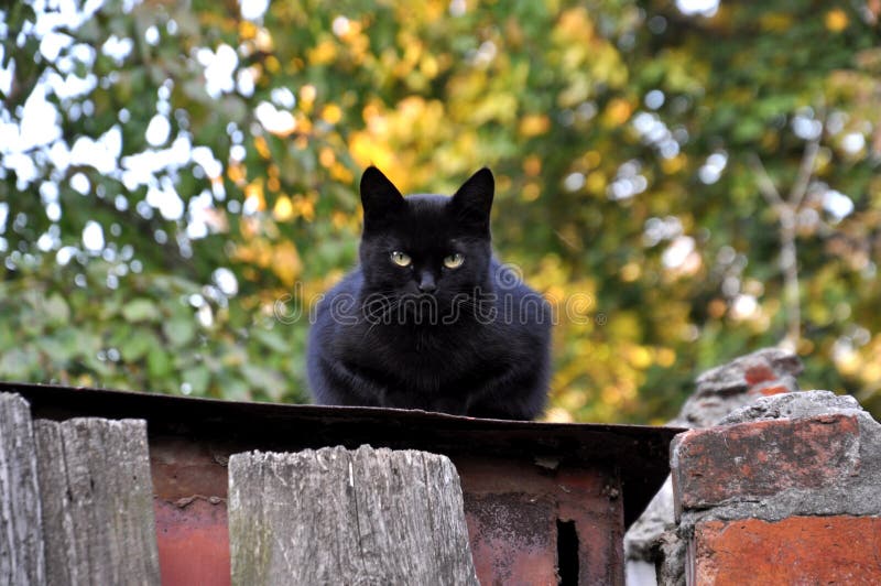 坐在谷仓屋顶的神秘黑猫库存图片 图片包括有城市 国家 地区 耳朵 眼睛 山羊 无家可归
