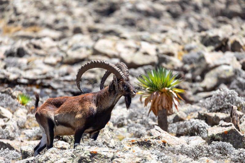 埃塞俄比亚西米昂野生动物珍稀walia Ibex 库存照片 图片包括有成人 高地山羊 地方性 埃塞俄比亚西米昂野生动物珍稀walia Ibex 库存照片 图片包括有成人 高地山羊 地方性