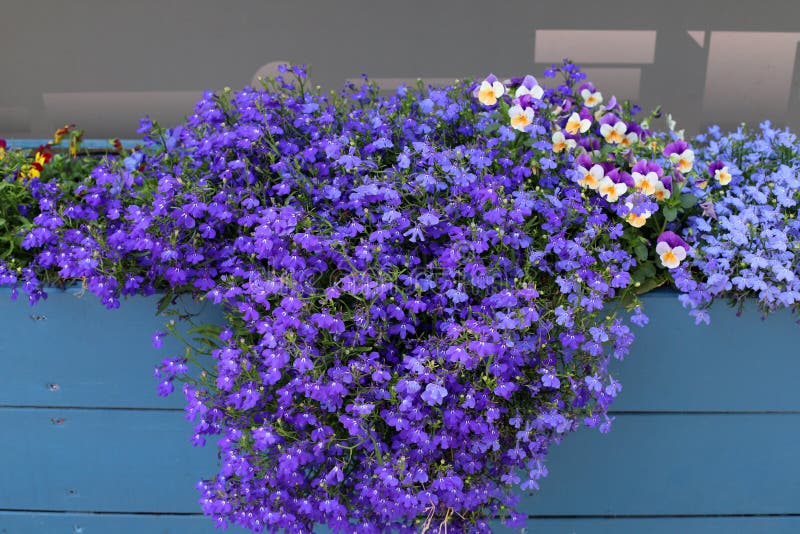 城市公园花坛上的夏花库存图片 图片包括有公园 工厂 城市 植物群 夏天 早晨 花圃 城市公园花坛上的夏花库存图片 图片包括有公园 工厂 城市 植物群 夏天 早晨 花圃