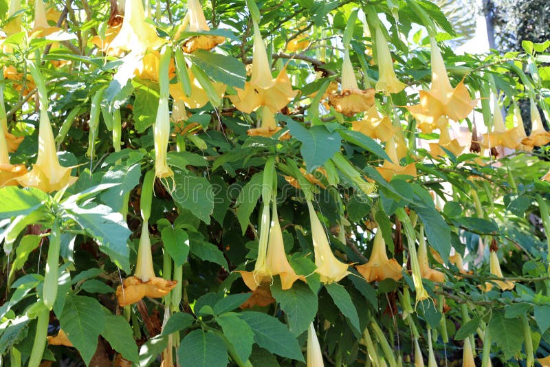 城市公园花坛上的夏花库存图片 图片包括有公园 工厂 城市 植物群 夏天 早晨 花圃 城市公园花坛上的夏花库存图片 图片包括有公园 工厂 城市 植物群 夏天 早晨 花圃