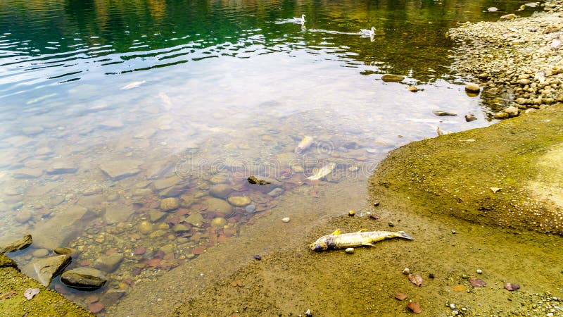 壁河产卵海沃德湖岸上死鲑库存图片 图片包括有生态系 双翼飞机 横向 任务 水库 哥伦比亚