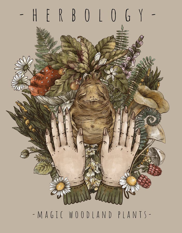 Mandrake 图库插画 矢量和剪贴画 277 图库插画