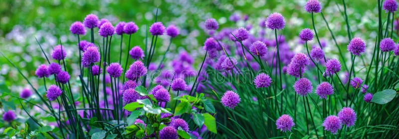 夏园绿草背景中的紫花库存图片 图片包括有从事园艺 综合 开花的 生成 庭院 叶子 植物群
