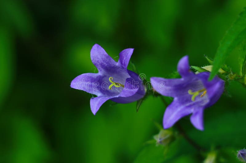 夏天花园绿草间花坛上娇嫩的蓝钟花库存照片 图片包括有材料 蓝色 花卉 乡下 背包 图象