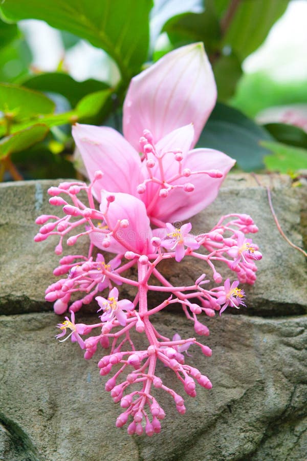 夏天香港公园的花库存照片 图片包括有动画片 室外 叶子 陈列 模糊的 香港 蠢材 抽象