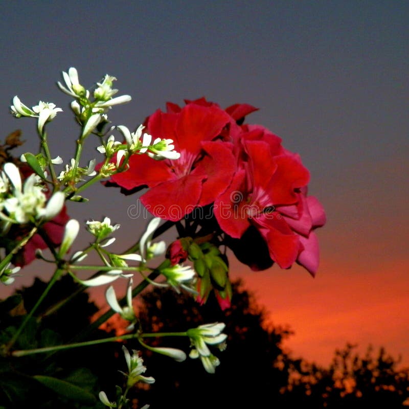 夏日夕阳中的野花库存照片 图片包括有产物 日落 灌木 花瓣 户外 夜间 粉红色 上升了