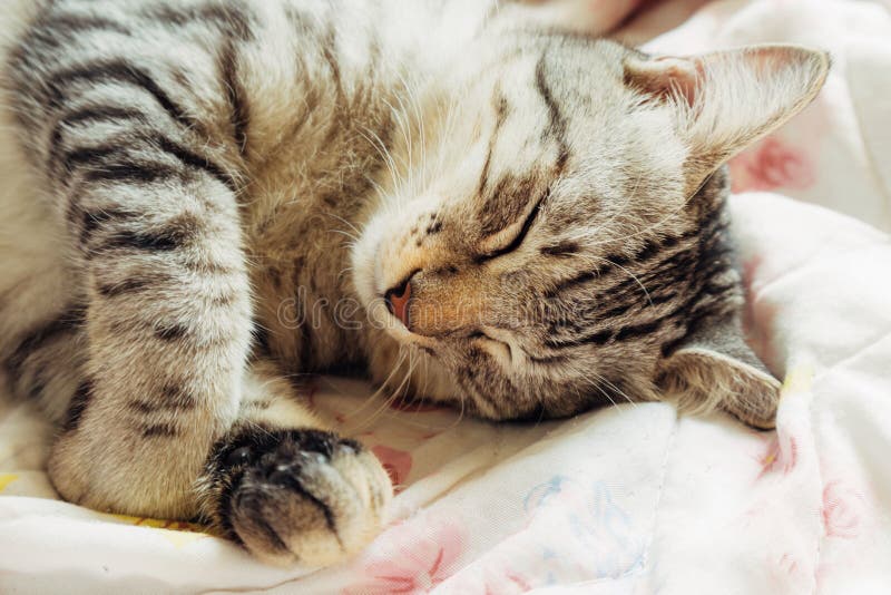 夏日早晨 在温暖阳光下睡在猫床上的美式短发猫库存图片 图片包括有想睡 哺乳动物 概念 大使 夏日早晨 在温暖阳光下睡在猫床上的美式短发猫库存图片 图片包括有想睡 哺乳动物 概念 大使