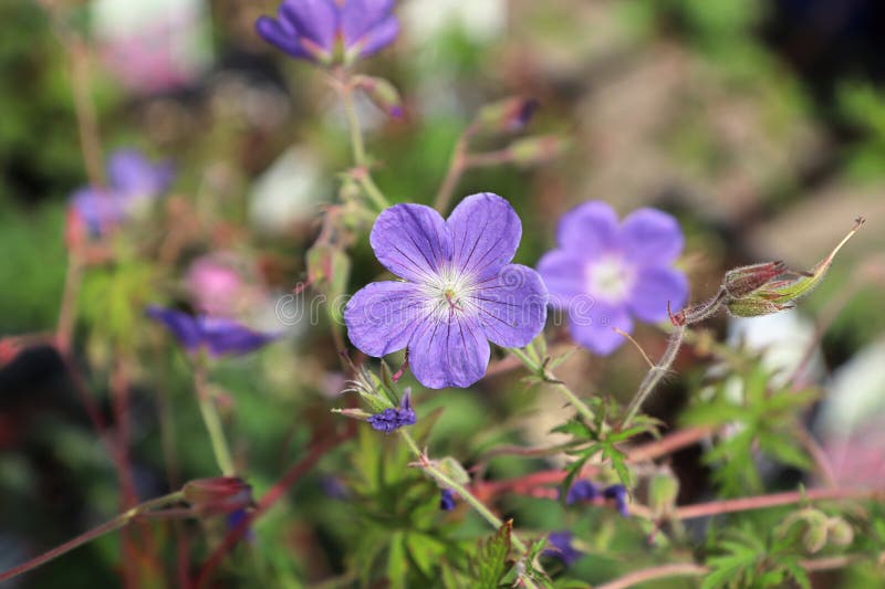 夏日盛开的紫蔓花的特写库存图片 图片包括有春天 加拿大 庭院 广告牌 晴朗 强壮 业余爱好