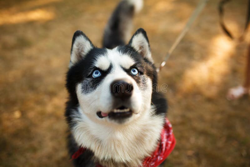 夏日美人犬哈士奇形象库存照片 图片包括有小狗 朋友 国内 绿色 愉快 布里曼 自治权 夏日美人犬哈士奇形象库存照片 图片包括有小狗 朋友 国内 绿色 愉快 布里曼 自治权