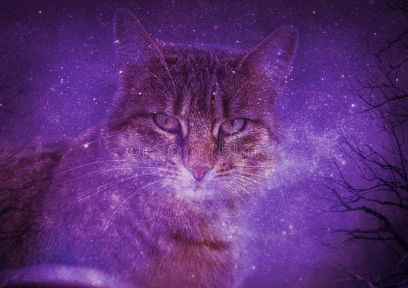 夜空中的条纹猫库存照片 图片包括有天空 纵向 幻想 直接 结构树 背包 宠物 星系