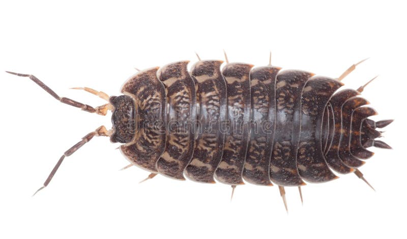 大棕色虱子porcellio Scaber木头库存照片 图片包括有保护 查出 昆虫 图象 宏指令