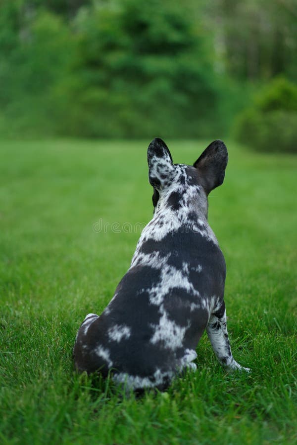 大理石斗牛犬 狗的稀有颜色 在草地上小狗库存图片 图片包括有表达式 家谱 年轻 似犬 大理石斗牛犬 狗的稀有颜色 在草地上小狗库存图片 图片包括有表达式 家谱 年轻 似犬