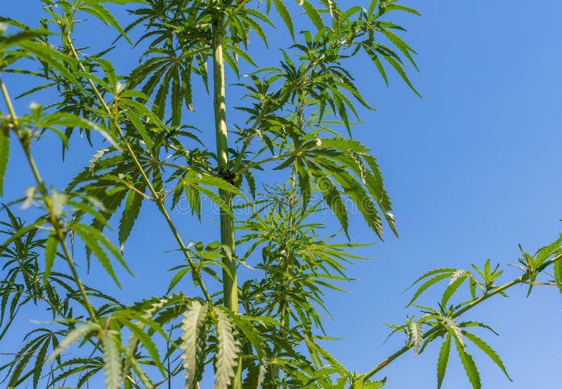 在室外大麻农田的大麻植物库存照片 图片包括有