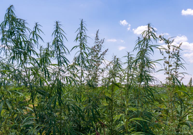 大麻叶 医用大麻绿地背光大麻花和种子大麻植物叶高生库存图片 图片包括有问题的 上瘾 大麻叶 医用大麻绿地背光大麻花和种子大麻植物叶高生库存图片 图片包括有问题的 上瘾