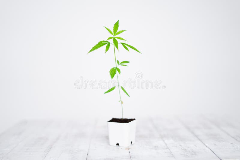 大麻成长和树植物白色背景库存照片 图片包括有 大麻成长和树植物白色背景库存照片 图片包括有