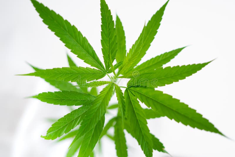 大麻成长和树植物白色背景库存图片 图片包括有 大麻成长和树植物白色背景库存图片 图片包括有