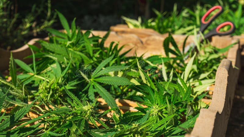 大麻种植 修剪剪刀与大麻收获的木板箱库存照片 图片包括有文化 环境 成熟 医药 背包 医学 大麻种植 修剪剪刀与大麻收获的木板箱库存照片 图片包括有文化 环境 成熟 医药 背包 医学