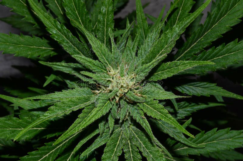 大麻花库存照片 图片包括有