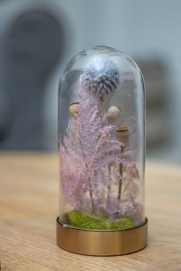天井里的粉红花和植物库存照片 图片包括有多维数据集 土壤 空白 对象 投反对票 新鲜
