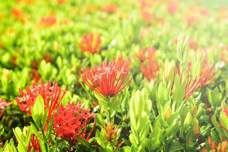 天然背景中的模糊红茜科花自然背景花园中的红花绿叶 红库存照片 图片包括有季节 照亮 天然背景中的模糊红茜科花自然背景花园中的红花绿叶 红库存照片 图片包括有季节 照亮