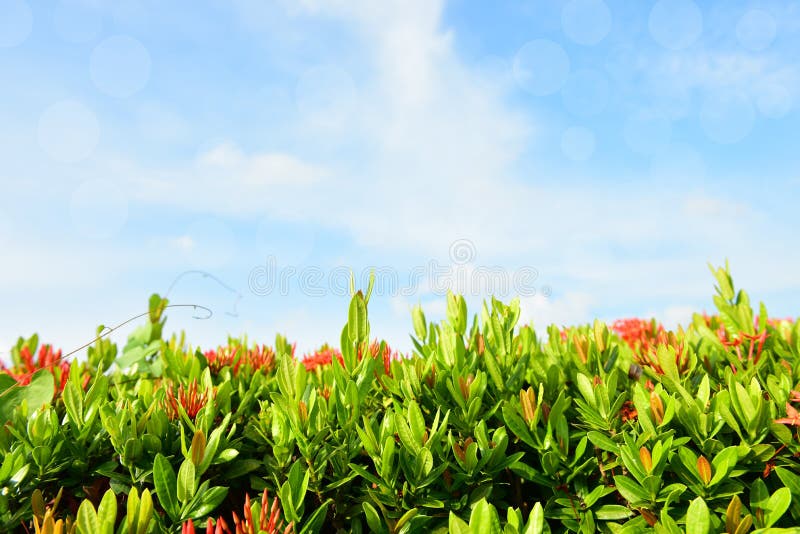 天然背景中的模糊红茜科花自然背景花园中的红花绿叶 红库存照片 图片包括有模式 室外 天然背景中的模糊红茜科花自然背景花园中的红花绿叶 红库存照片 图片包括有模式 室外