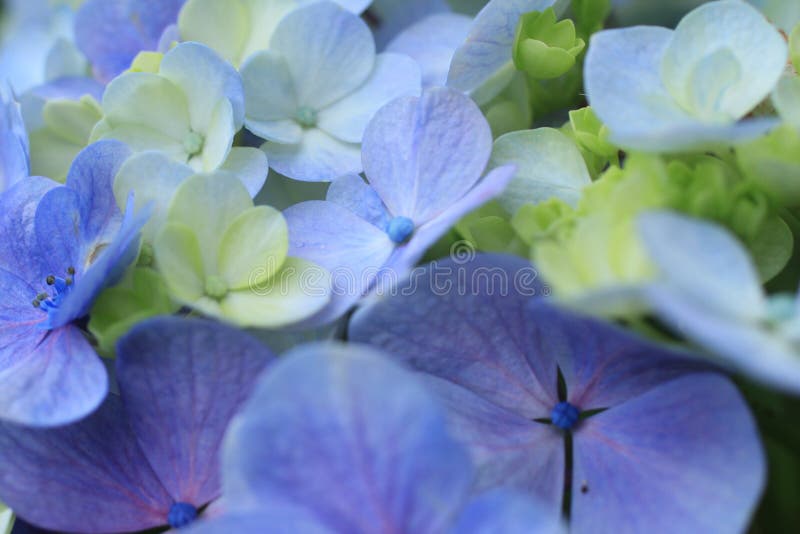 天然花纹背景彩花特写夏 春日阳光明媚的花园花束库存照片 图片包括有模板 热带 模式 室外 天然花纹背景彩花特写夏 春日阳光明媚的花园花束库存照片 图片包括有模板 热带 模式 室外