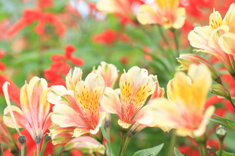 天然花纹背景彩花特写夏 春日阳光明媚的花园花束库存照片 图片包括有模板 热带 模式 室外 天然花纹背景彩花特写夏 春日阳光明媚的花园花束库存照片 图片包括有模板 热带 模式 室外