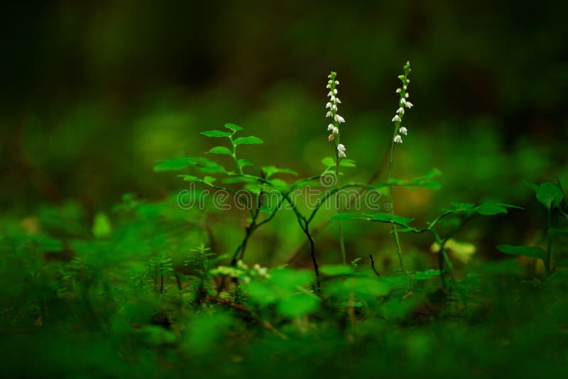 野生兰花在森林里一点蝴蝶兰花 Platanthera Bifolia 开花的欧洲地球野生兰花 自然habita 库存照片 图片包括有春天 本质