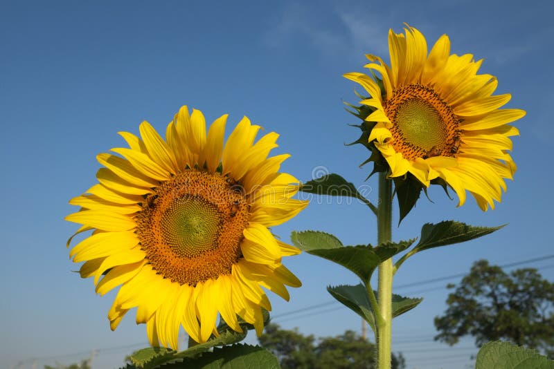 太阳花库存图片 图片包括有种子 装载 开花 种类 进入 其他 当地人 向日葵 黄色
