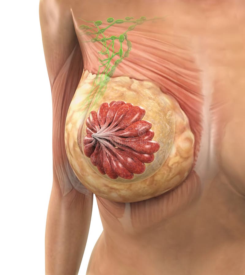 女性乳房解剖学库存例证 插画包括有胸象 电池 设计 器官 人力 爱好健美者 女性 例证 女性乳房解剖学库存例证 插画包括有胸象 电池 设计 器官 人力 爱好健美者 女性 例证